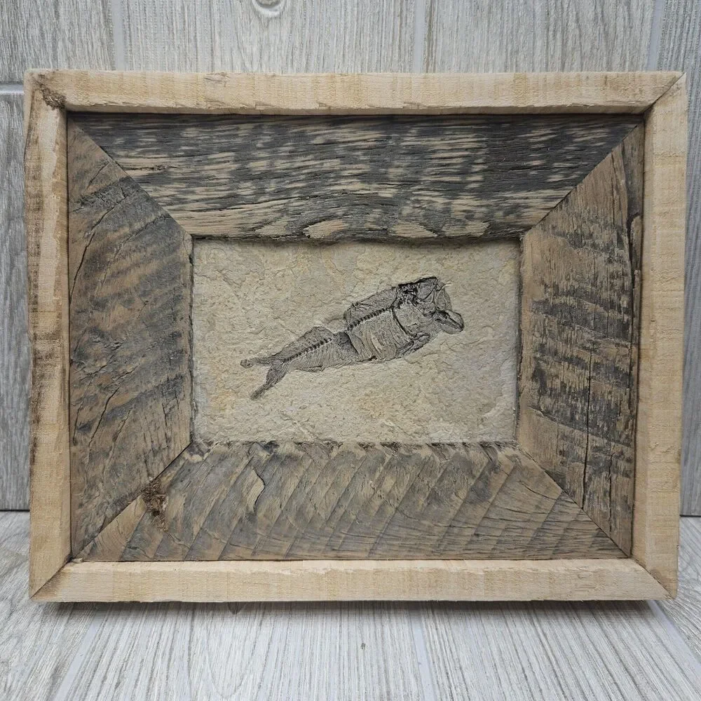 Knightia Fossil Fish Fossil In‎ Hand Made Reclaimed Wooden Frame 10